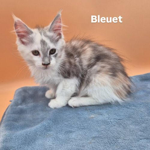 Chaton maine coon loof #2