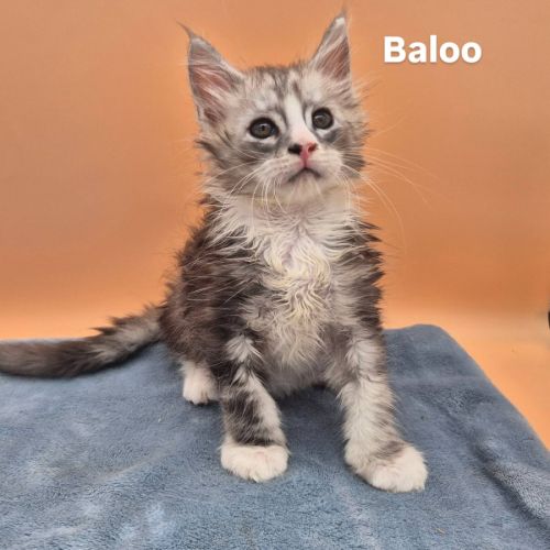 Maine coon chatons loof #1