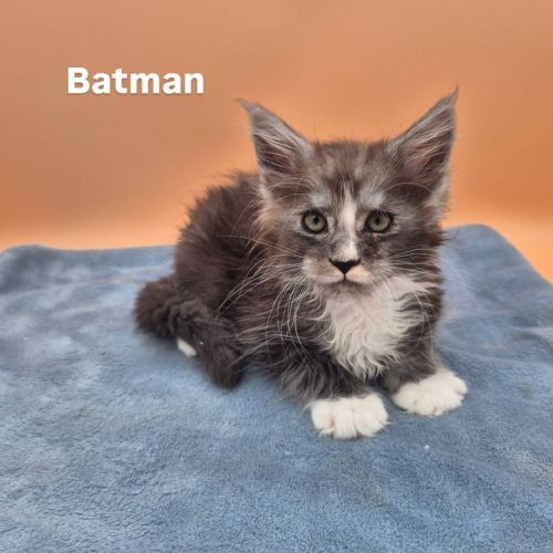 Maine coon chatons loof #0