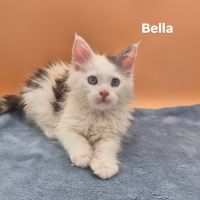 Maine coon chatons loof #3
