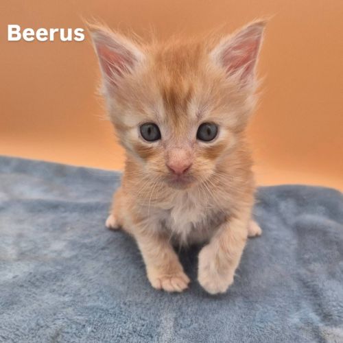 Chatons maine coon #0