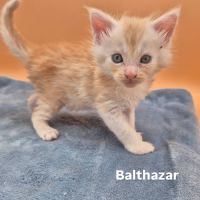 Chatons maine coon #1