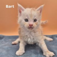 Chatons maine coon #2