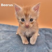 Chatons maine coon
