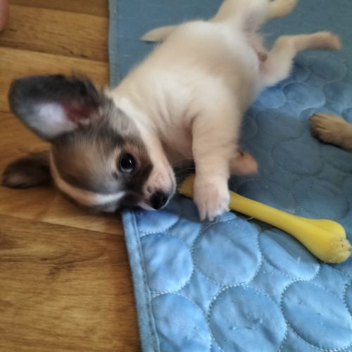 Chiot chihuahua mâle
