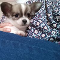 Chiot chihuahua mâle #1