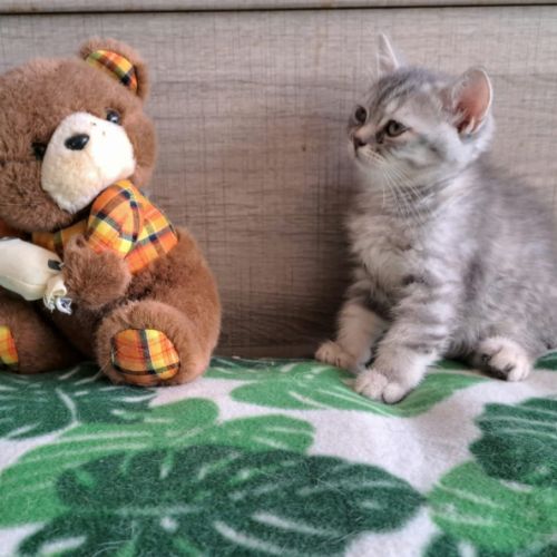 2 adorables chatons scottish straight #0