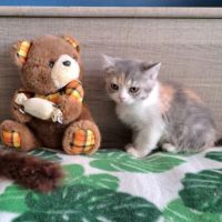 2 adorables chatons scottish straight #2