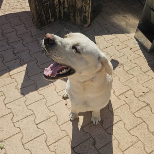 Chien dixy #2