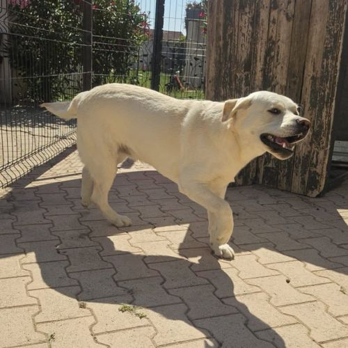 Chien dixy #3