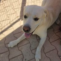 Chien dixy #1