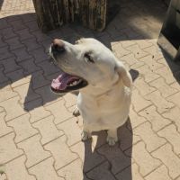 Chien dixy #2