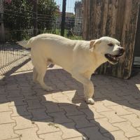 Chien dixy #3