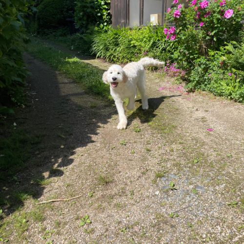 Donne goldendoodle 8 mois #2