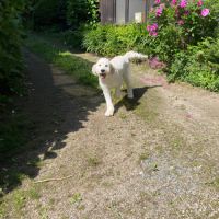 Donne goldendoodle 8 mois #2