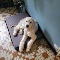 Donne goldendoodle 8 mois #3