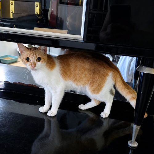 Chat alexa