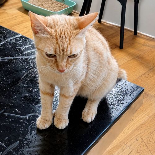 Chat athena