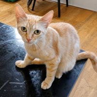 Chat athena #2