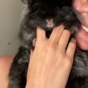 Jeune chinchilla angora mâle noir #3