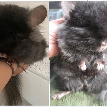 Jeune chinchilla angora mâle noir