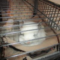 Jeune chinchilla angora mâle noir #1