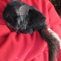 Jeune chinchilla angora mâle noir #2