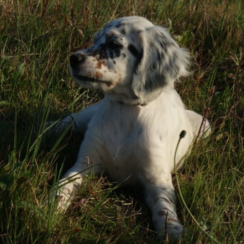 Chiots setter anglais lof #1