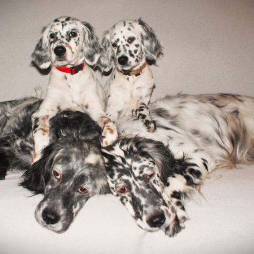Chiots setter anglais lof