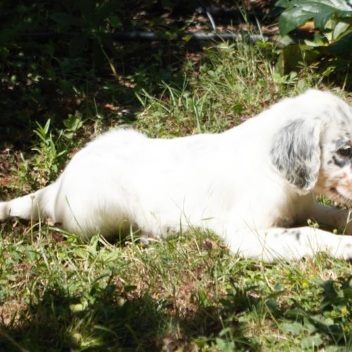 Chiots setter anglais lof #3