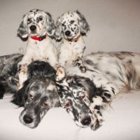 Chiots setter anglais lof #0