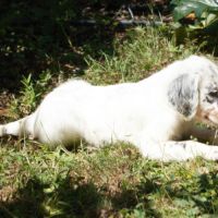 Chiots setter anglais lof #3