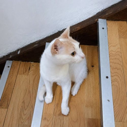 Chat atlas