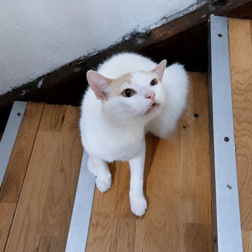 Chat atlas #2