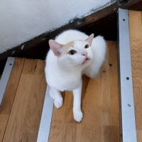 Chat atlas #2