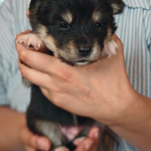Magnifiques pomsky #1