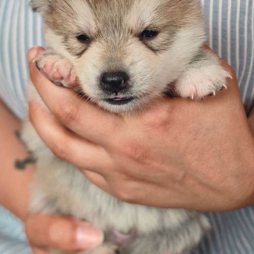 Magnifiques pomsky #4