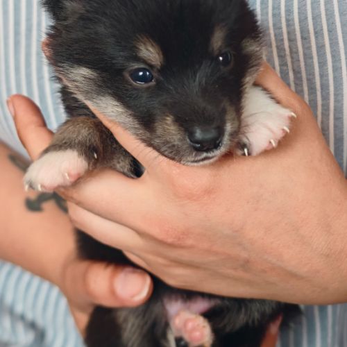 Magnifiques pomsky #6