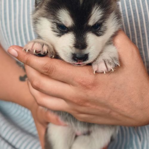 Magnifiques pomsky