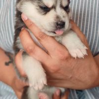 Magnifiques pomsky #3