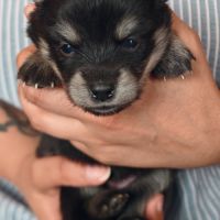 Magnifiques pomsky #5