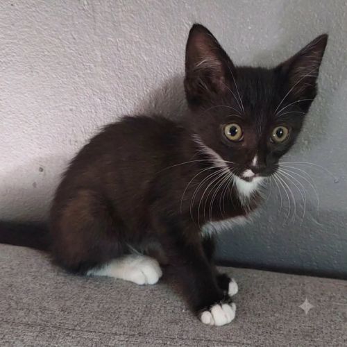 Chaton bo #2