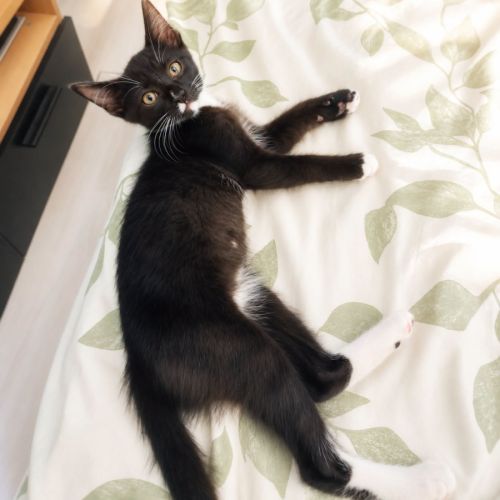 Chaton bo #2