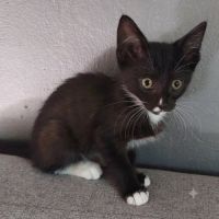 Chaton bo #2