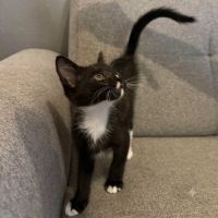 Chaton bo #0