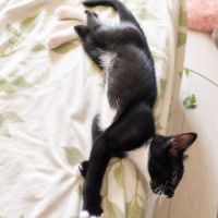 Chaton bo #1