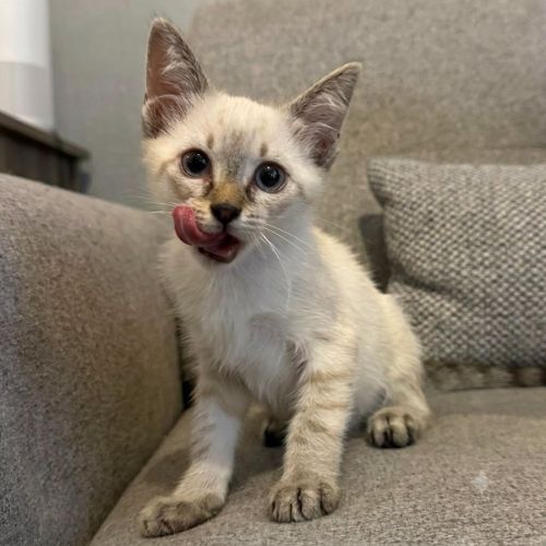 Chaton buffy