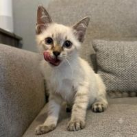 Chaton buffy #0