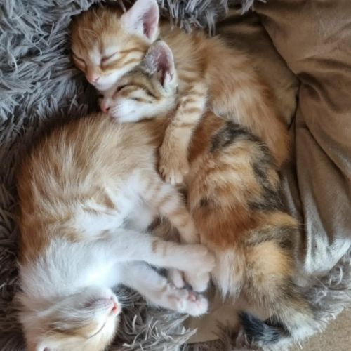 Elsa, adorable chaton à l'adoption #1
