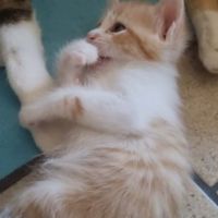 Elsa, adorable chaton à l'adoption #2